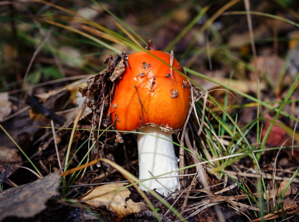 Autumn nature russia