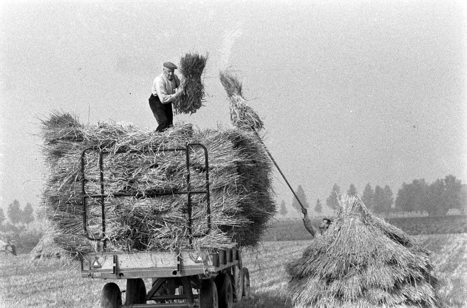 Binnenhalen van de graanoogst in de Haarlemmermeer, Bestanddeelnr 911-5945