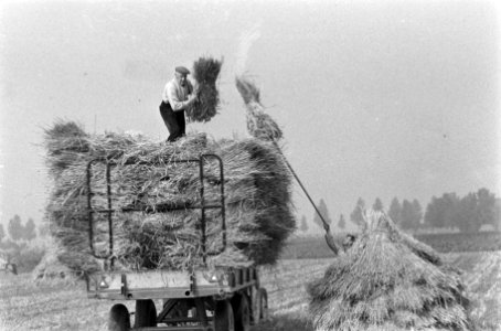 Binnenhalen van de graanoogst in de Haarlemmermeer, Bestanddeelnr 911-5945