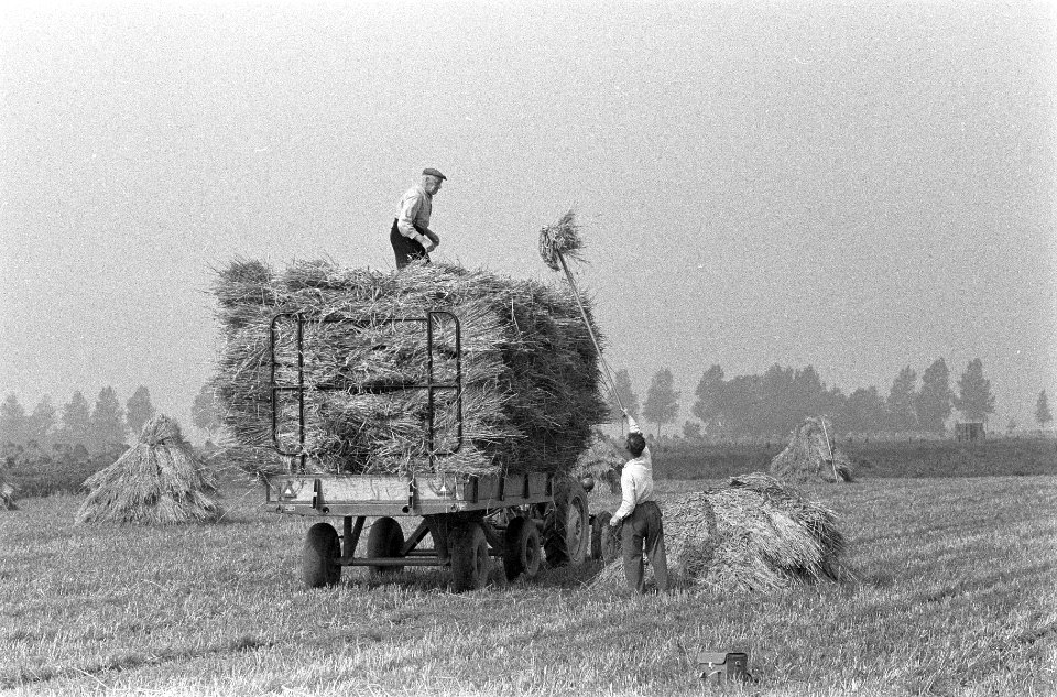 Binnenhalen van de graanoogst in de Haarlemmermeer, Bestanddeelnr 911-5946