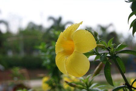 Flowers yellow nature
