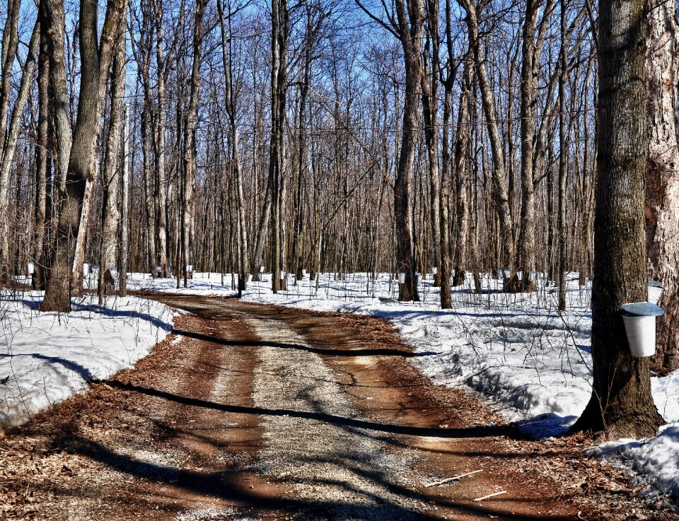 Bush syrup winter