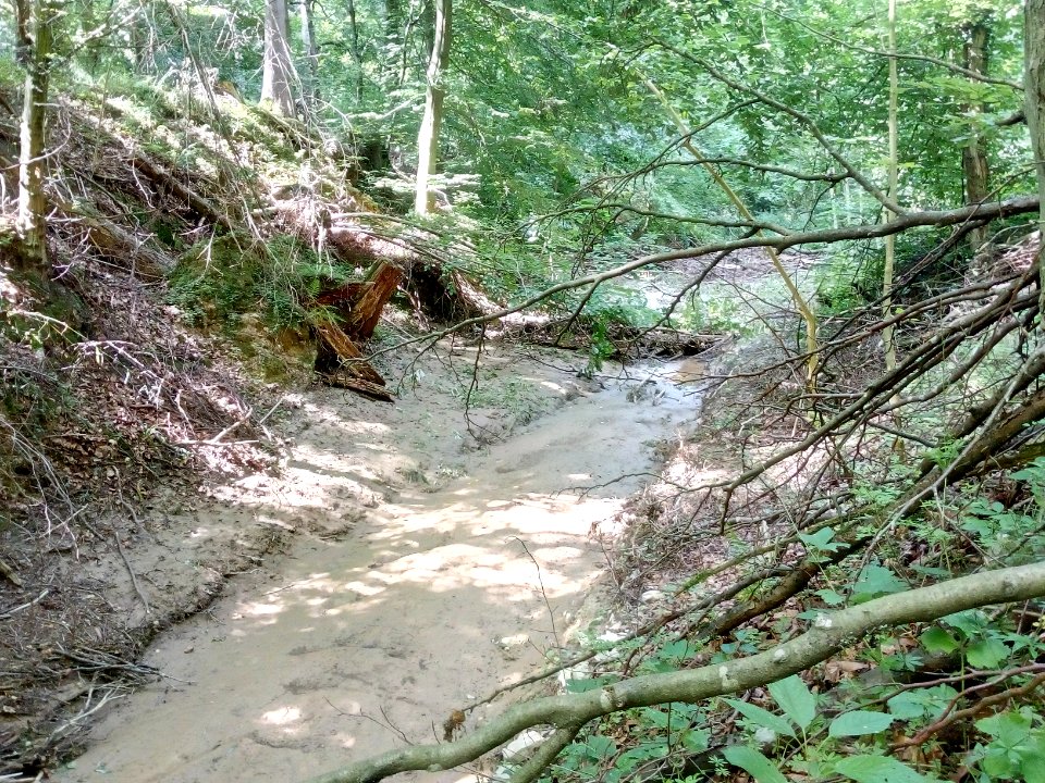 Binzenlöchlesgraben, Bachbett im Großen Wald nach Unwetter (2)