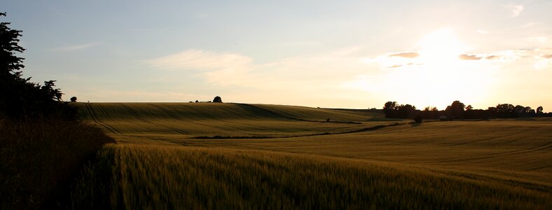 Mark grain sunset