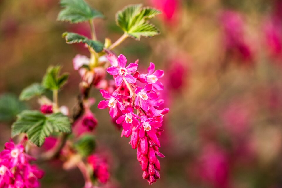 Bloom flower grape gooseberry greenhouse