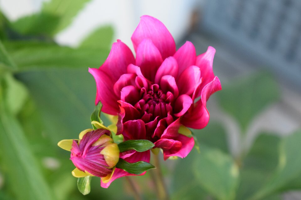 Flower plant garden