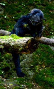 Binturong Zoo Pont Scorff 17082015 4 photo