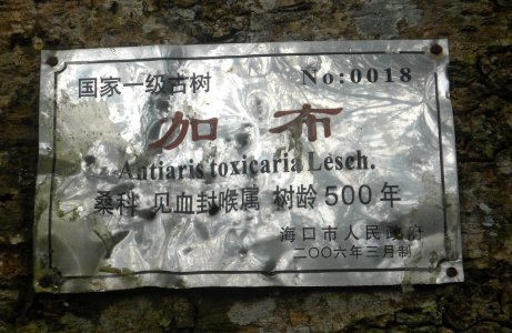 Binteng Village - Antiaris toxicaria tree marker 02