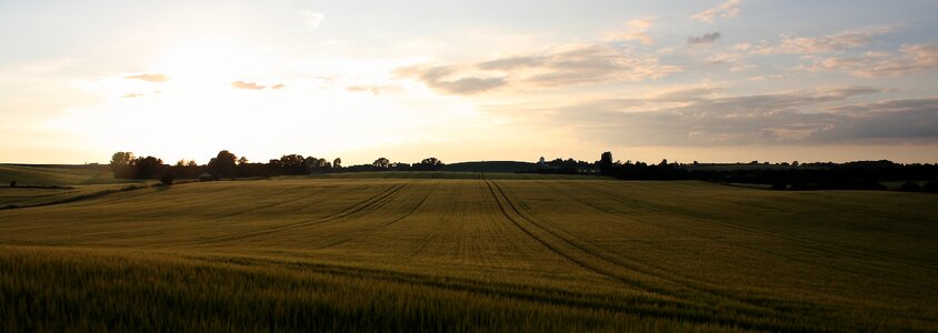 Mark grain sunset