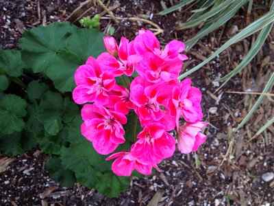 Costa rica plant life pink flowers