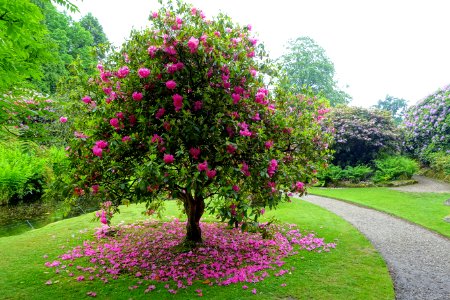 Biddulph Grange Garden - Staffordshire, England - DSC09128