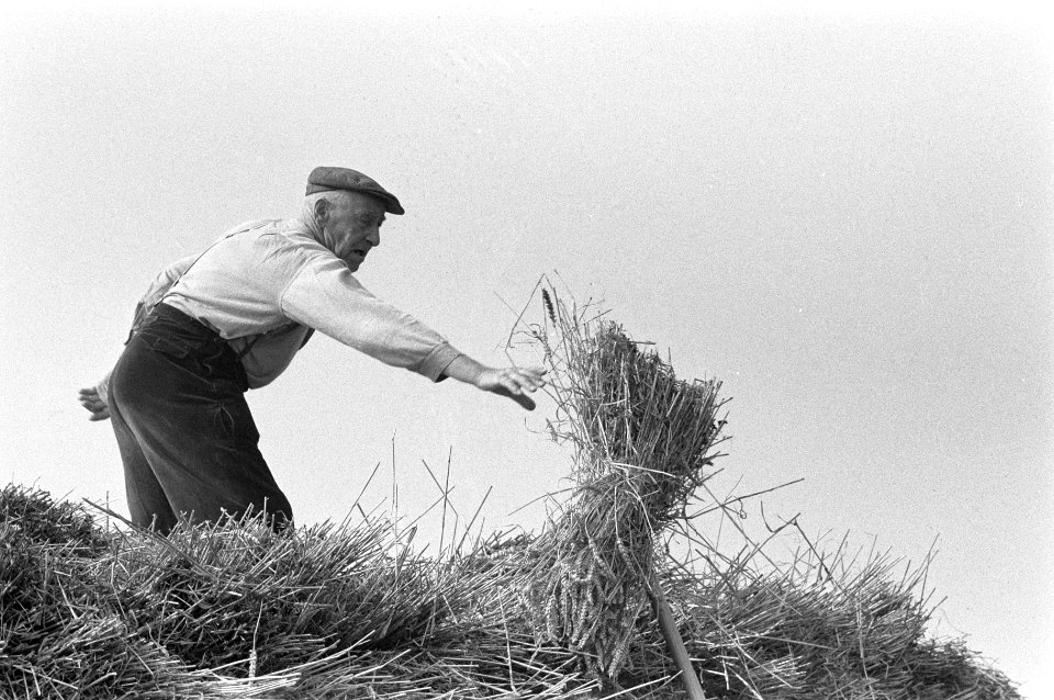 Binnenhalen van de graanoogst in de Haarlemmermeer, Bestanddeelnr 911-5947