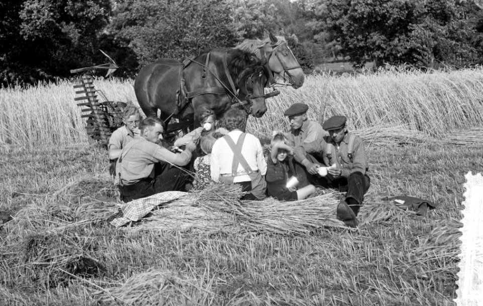 Binnenhalen van de oogst in Oost-Nederland Vesper, Bestanddeelnr 908-8175