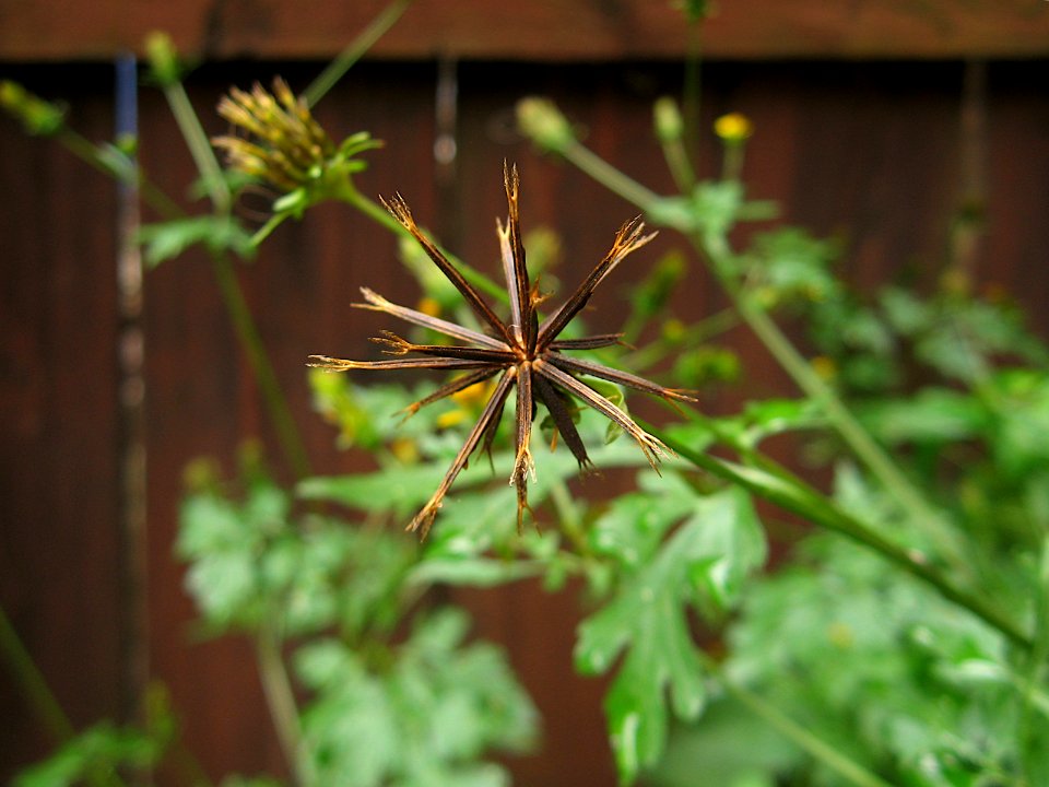 Bidens bipinnata, 2020-09-02, Beechview, 01