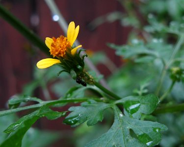 Bidens bipinnata, 2020-09-02, Beechview, 03