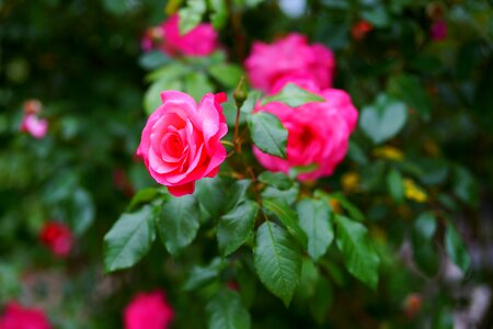 Rose nature plant