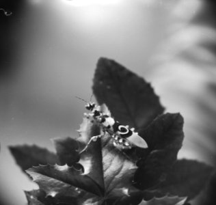 Bidsprinkhaan in het insectarium van Artis, Bestanddeelnr 915-6393