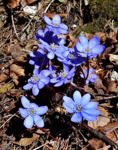 Spring flower macro