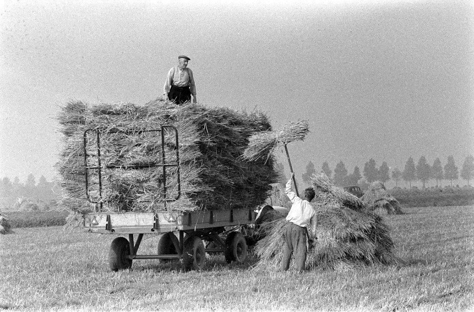 Binnenhalen van de graanoogst in de Haarlemmermeer, Bestanddeelnr 911-5944