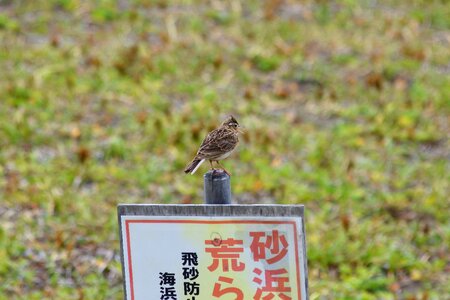 Little bird lark wild birds