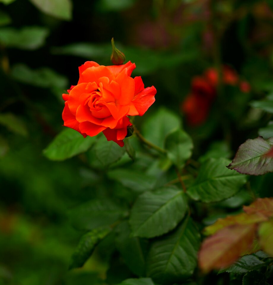 Rose red nature