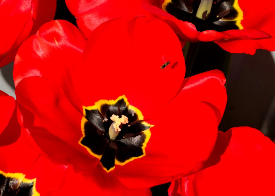 Big red tulips with small hoverfly