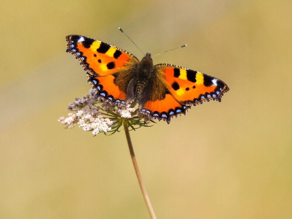 Insect nature animal