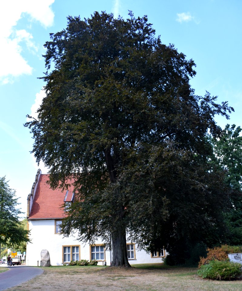 Bielefeld - Blutbuche vor dem Spiegelshof