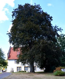 Bielefeld - Blutbuche vor dem Spiegelshof