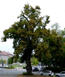 Bielefeld - Linde Papenmarkt