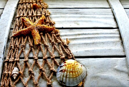 Starfish shell fishing net photo