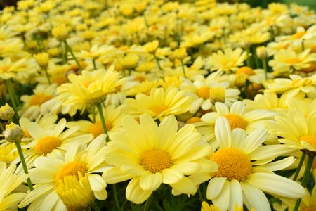 Flower meadow daisy field summer
