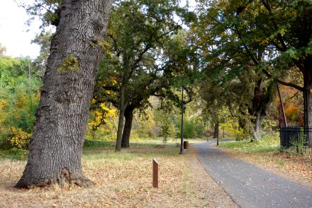 Bidwell Park - Chico, CA - DSC03111