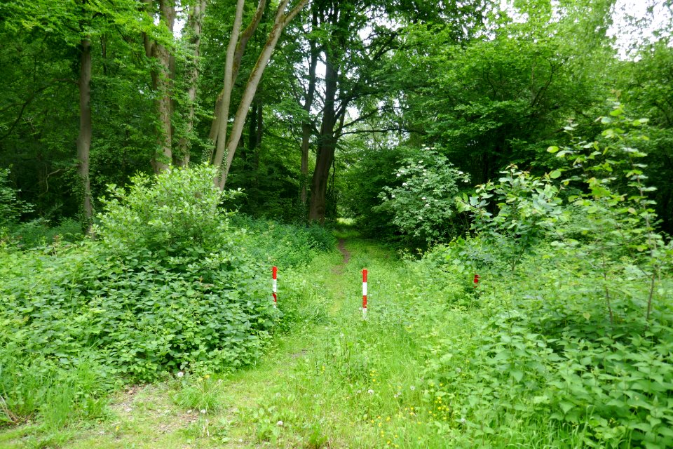 Bielefeld - NSG Auf dem Kort - 2