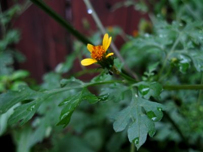 Bidens bipinnata, 2020-09-02, Beechview, 02