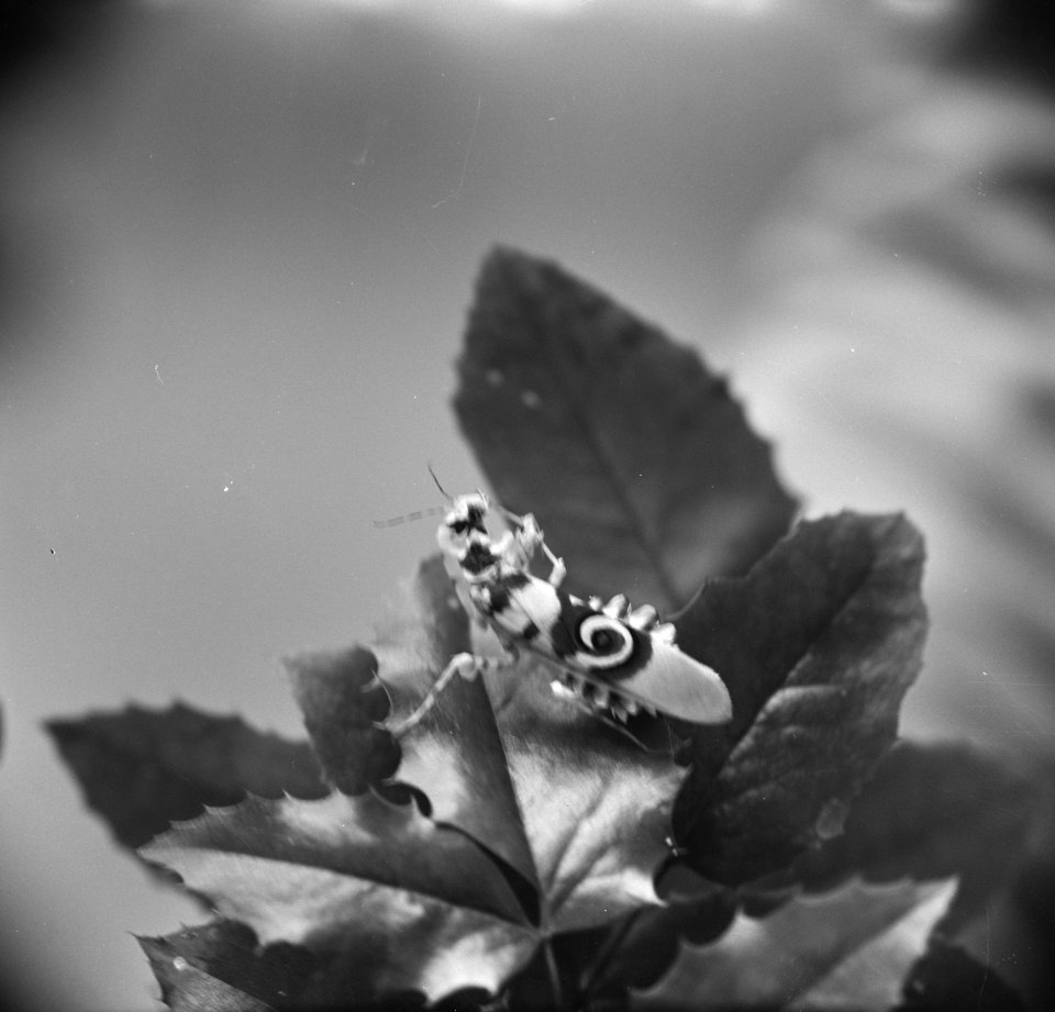 Bidsprinkhaan in het insectarium van Artis, Bestanddeelnr 915-6394
