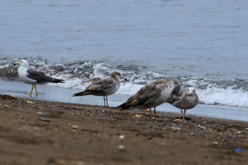 Wave seabird sea gull photo