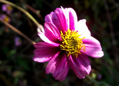 Bidens aequisquama