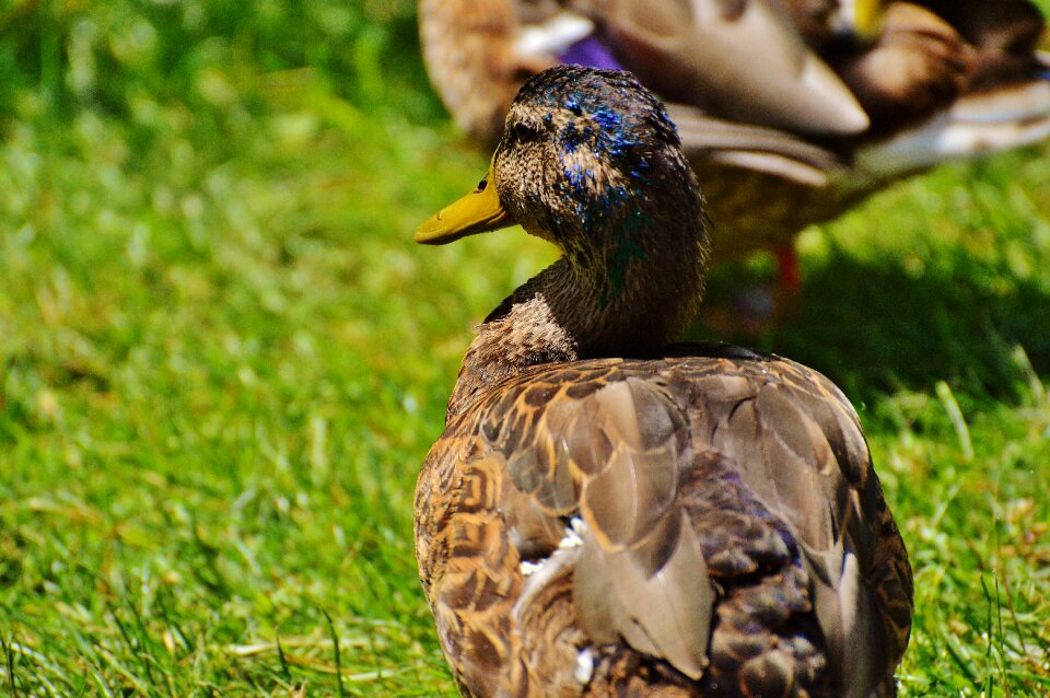 Plumage water feather