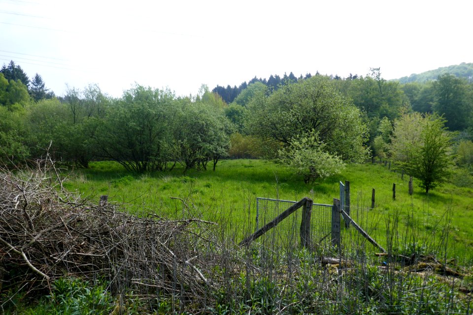 Bielefeld - NSG Markengrund - 14