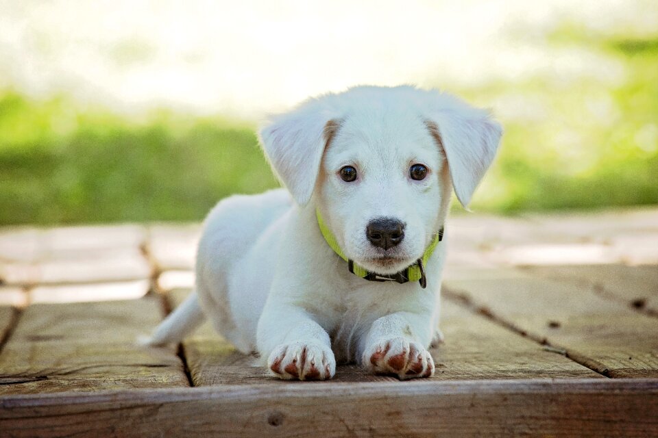 Animal cute white