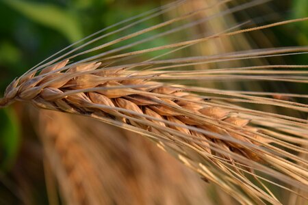Nature grain agriculture photo