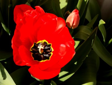 Big red tulips with black and yellow center