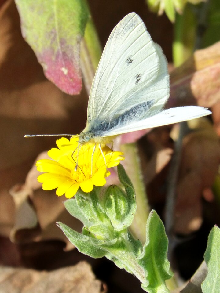 Butterfly libar detail