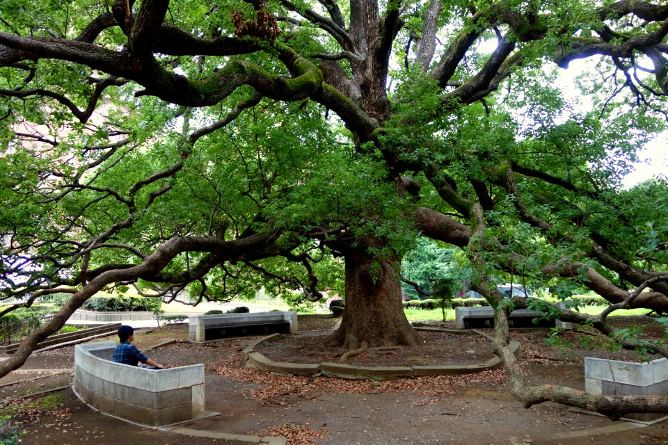 Big tree - Hongo Campus, the University of Tokyo - DDSC04887