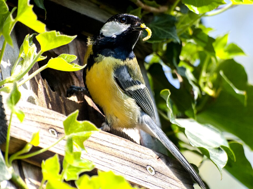 Garden bird nature animal