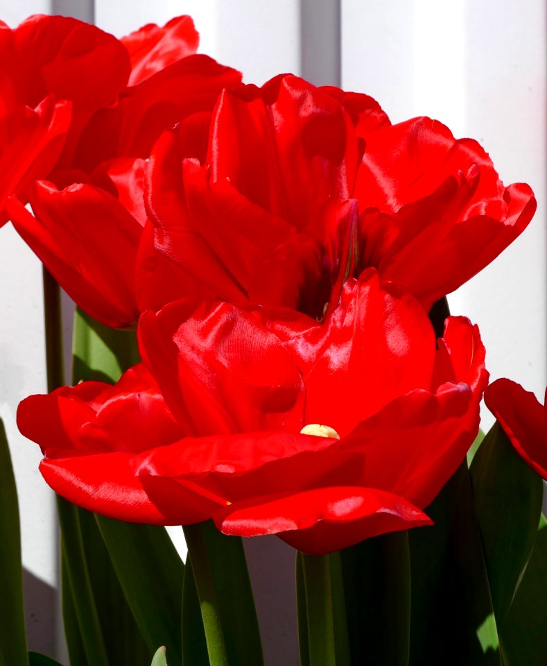 Big red tulips side view