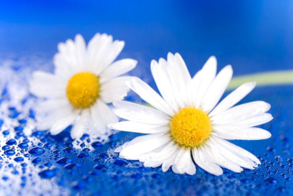 Nature plants flowers