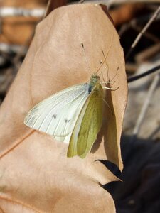 Butterfly leaf detail