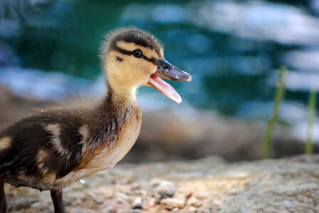 Baby duck duckling animal photo